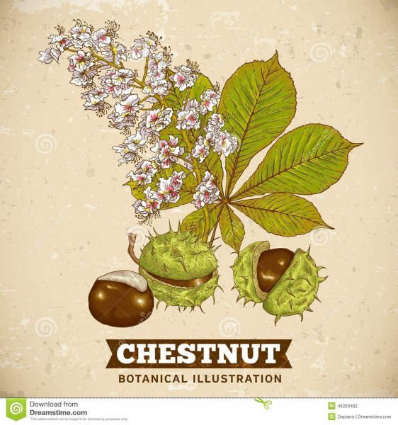 Ветка каштан Ботаническая иллюстрация