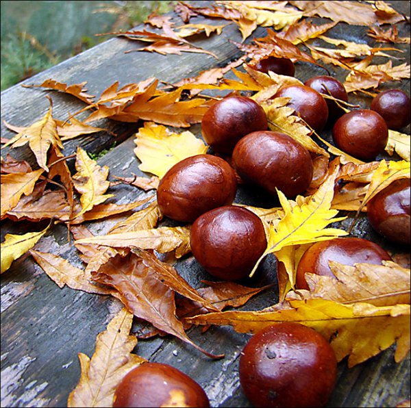 Осенний каштан