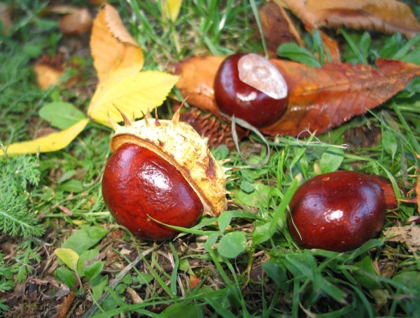 Осенний каштан