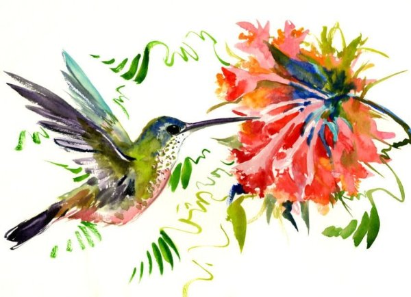 Колибри и цветы акварелью