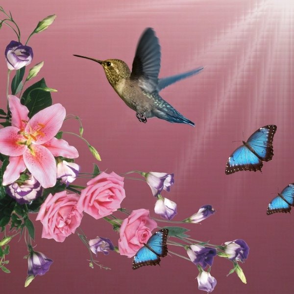 Бабочки цветы птицы