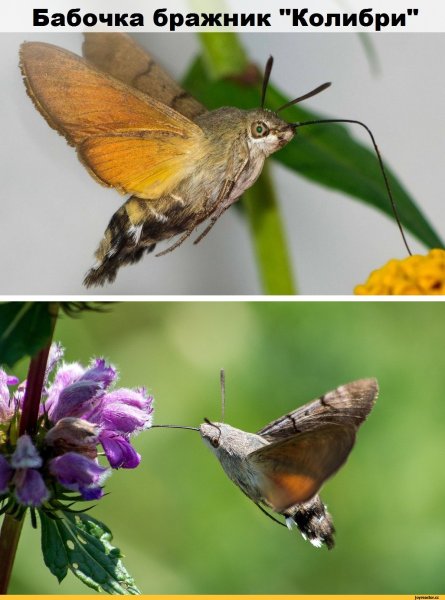 Бражник бабочка похожая на Колибри