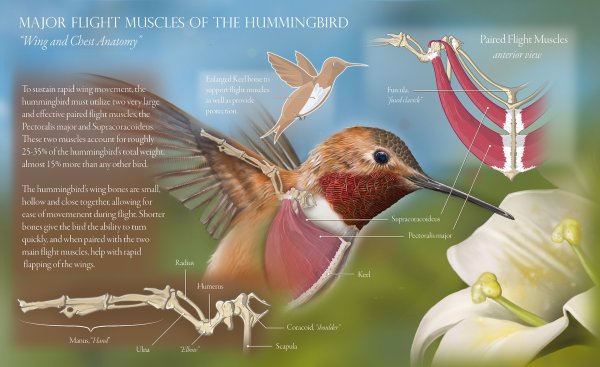 Крыло Колибри строение