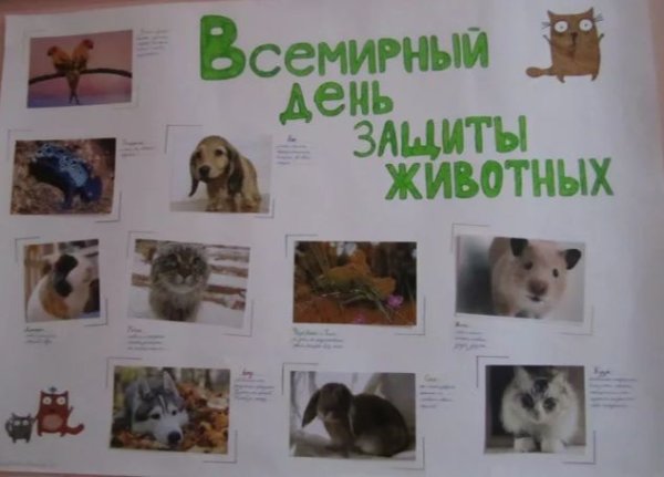 Фотовыставка домашние животные