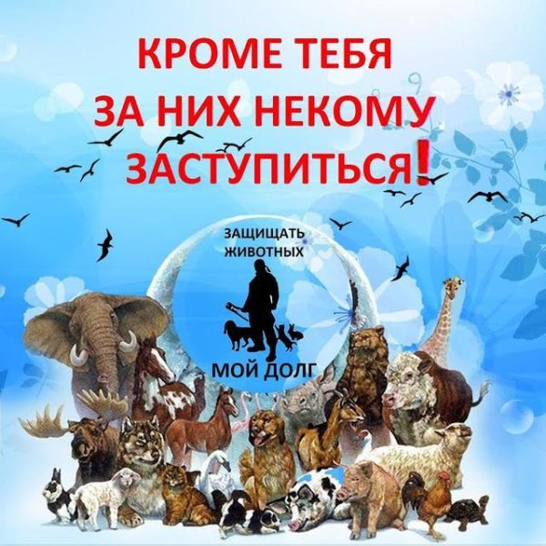 Лозунги в защиту животных