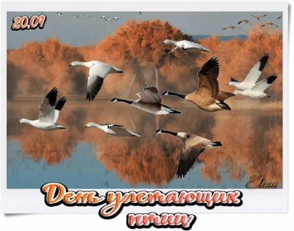 День улетающих птиц