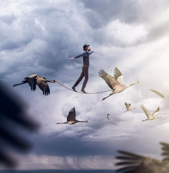 Птица улетает в небо