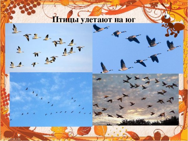 Птицы улетают на Юг