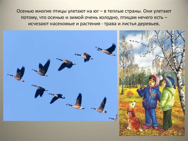 Осенью птицы улетают теплые страны