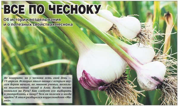 День чеснока