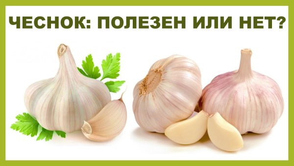 Чеснок полезные вещества