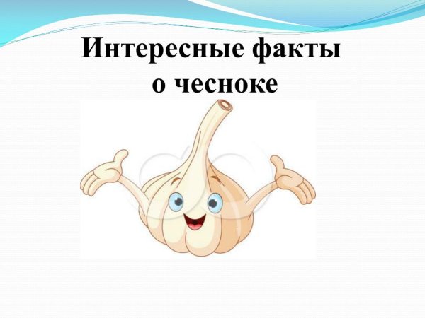 Интересные факты о чесноке