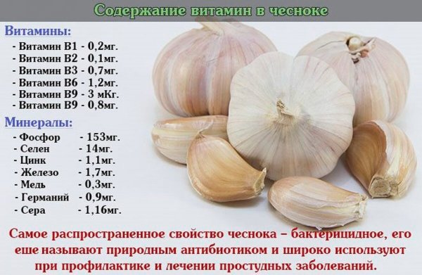 Чеснок содержание микроэлементов