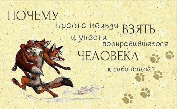 Смешные фразы про лису