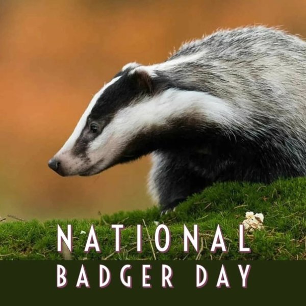 День барсука 6 октября