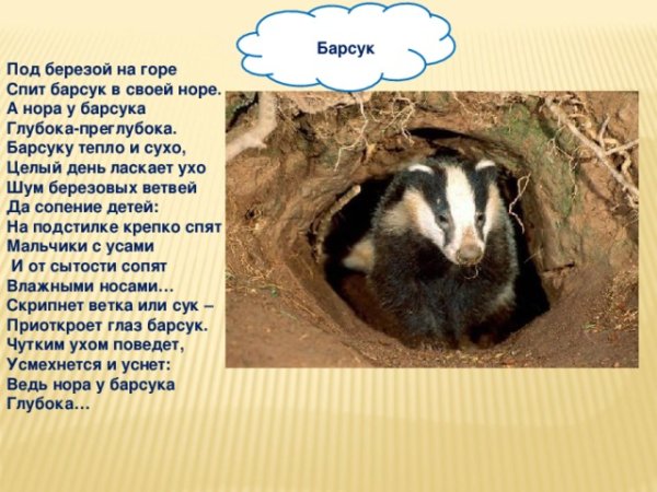 Под березой на горе спит барсук в своей норе