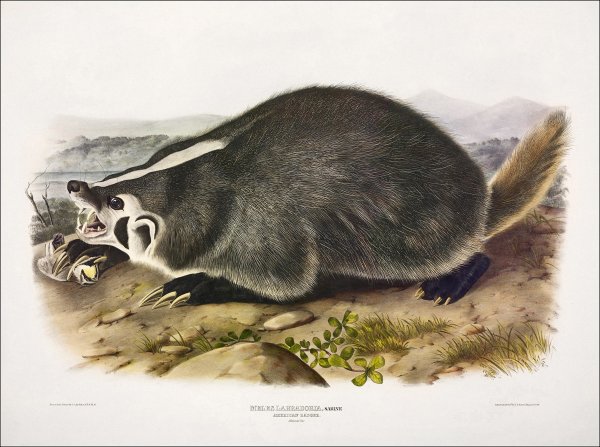 John James Audubon and John Bachman. The viviparous quadrupeds of North America. New York: j.j. Audubon, 1845