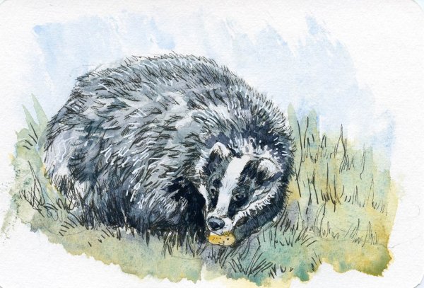 Чарушин барсук