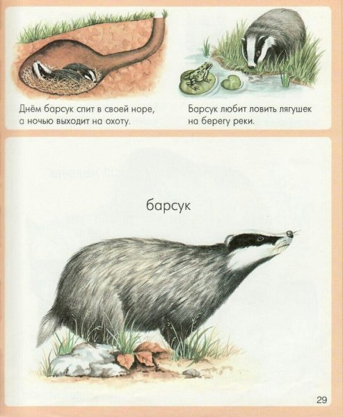 Чем питается барсук