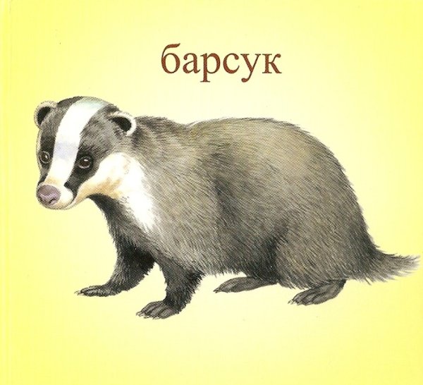 Барсук занятие для дошкольников