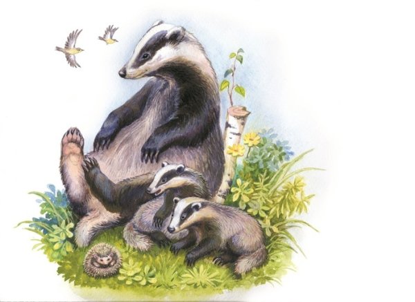 Барсук с барсучатами