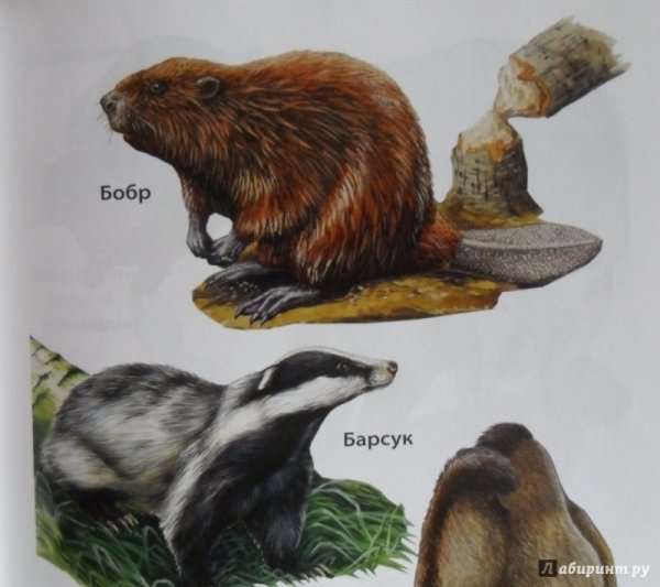 Крот и Бобр