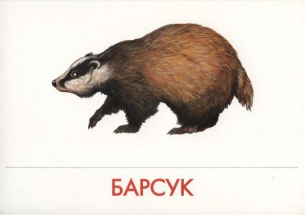 Карточки для детей Барс