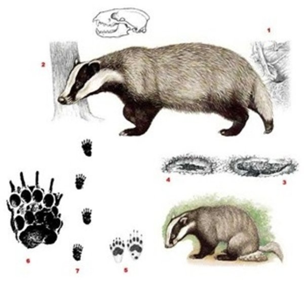 Строение Норы барсука