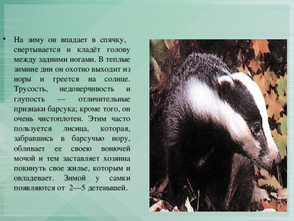 Барсук впадает в спячку зимой