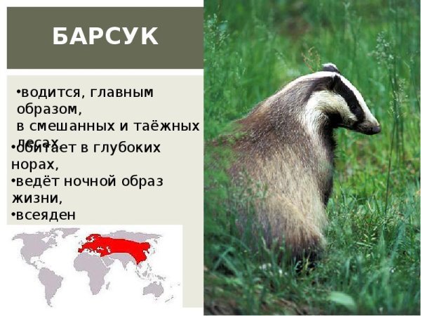 Барсук в центральной России