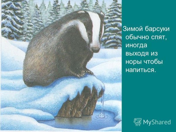 Барсук впадает в спячку зимой