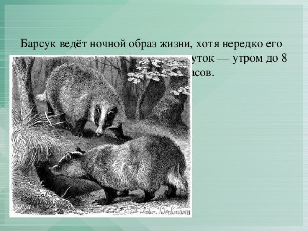 Интересные факты о Барсуках презентация