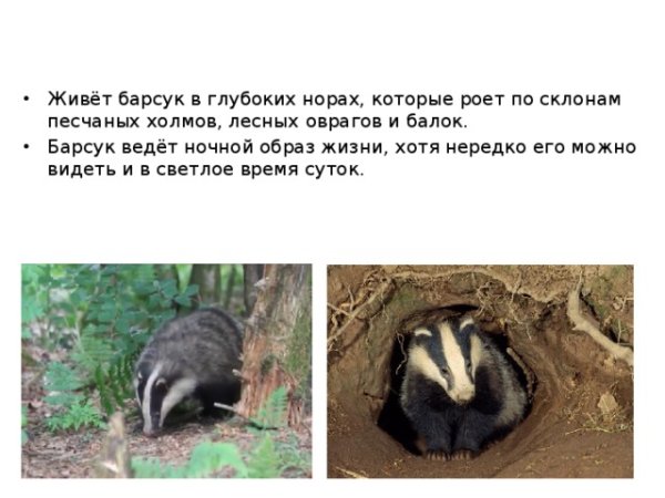 Барсук живет в норе