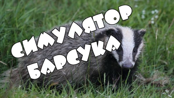 День барсука