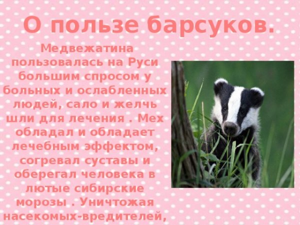 Польза от барсука