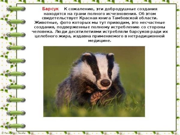 Животные Тамбовской области занесенные в красную книгу