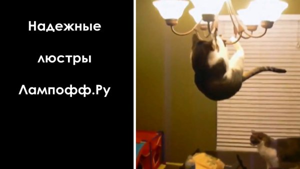 Кот качается на люстре