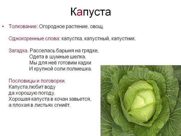 Загадка про капусту для детей