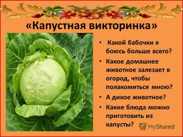 Капуста для презентации