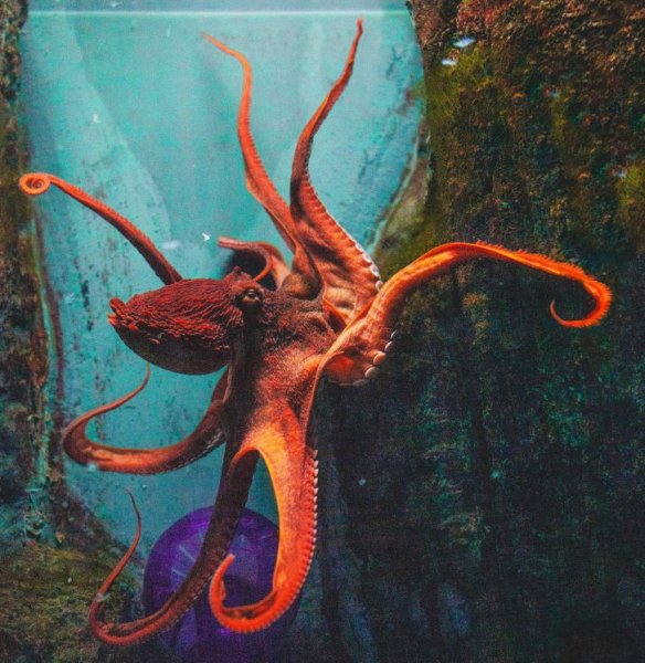 Аквариумные Осьминоги