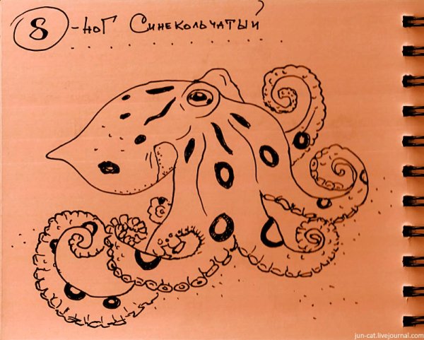Синекольчатый осьминог рисунок