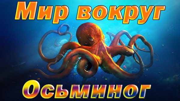 Всемирный день осьминога 8