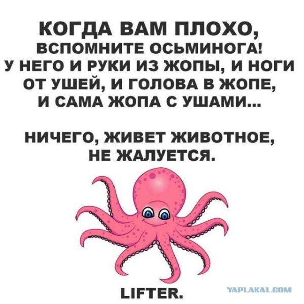 Осьминог прикол