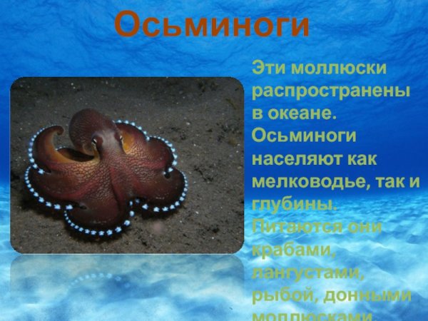 Сообщение о осьминоге