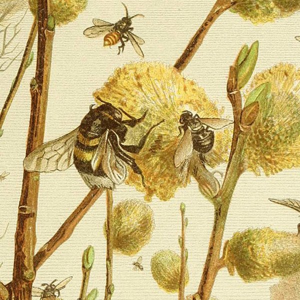 Пчела в арт искусстве