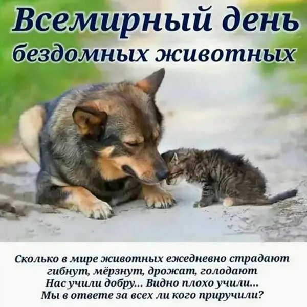 Бездомные животные