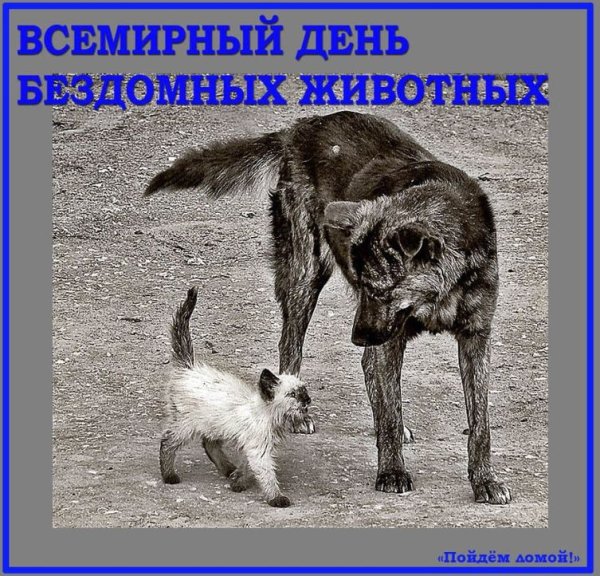 Международный день защиты бездомных животных