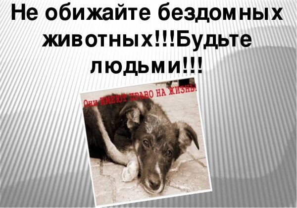 Защита бездомных животных