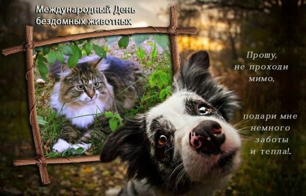 Всемирный день защиты бездомных животных