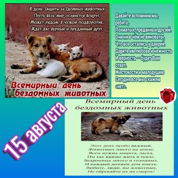 День бездомных животных